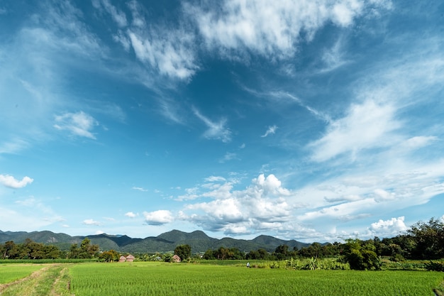 Rice field ,Aerial view of rice fields