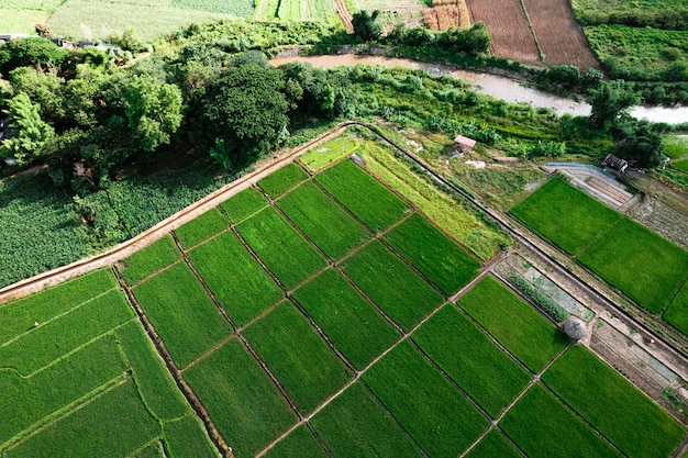 Rice field ,Aerial view of rice fields