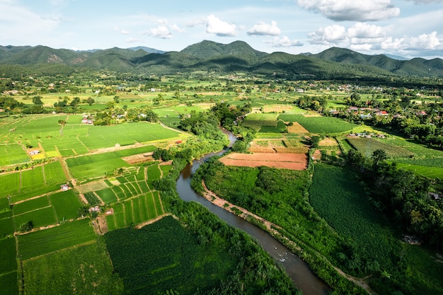 Rice field ,Aerial view of rice fields