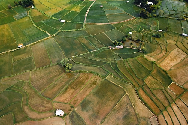 Rice field ,Aerial view of rice fields