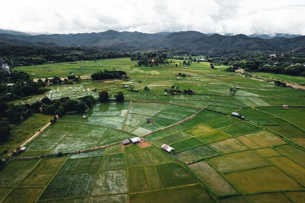 Rice field ,Aerial view of rice fields