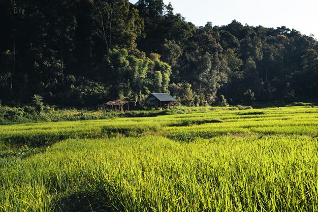 Rice field ,Aerial view of rice fields