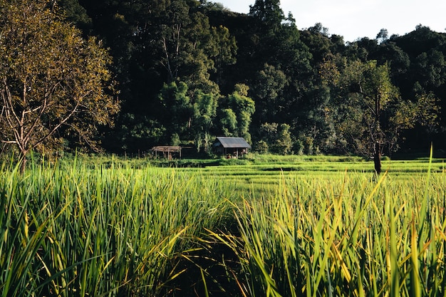 Rice field ,Aerial view of rice fields