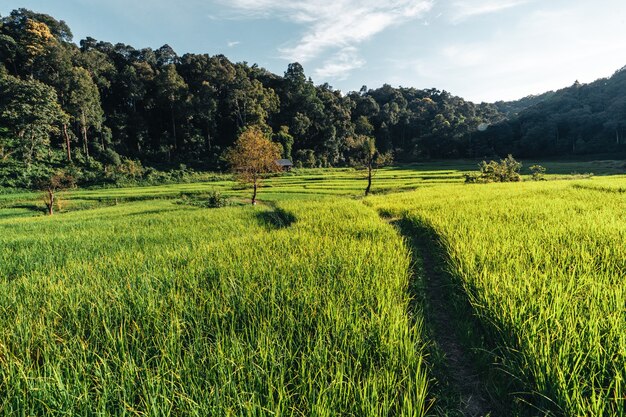 Rice field ,Aerial view of rice fields