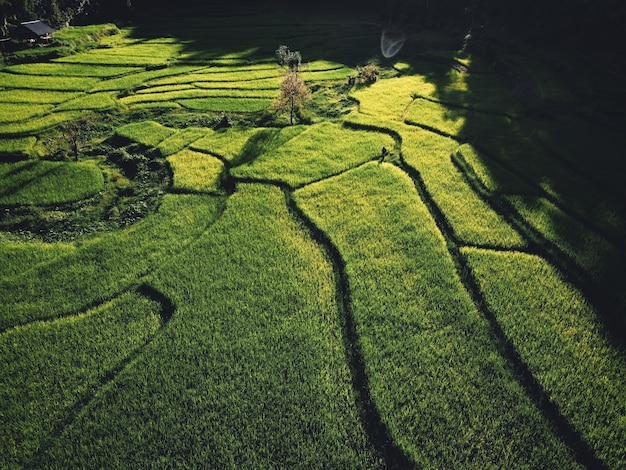 Rice field ,Aerial view of rice fields