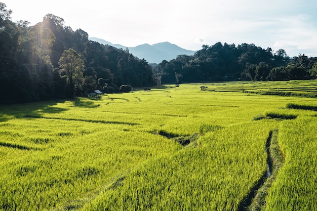 Rice field ,Aerial view of rice fields