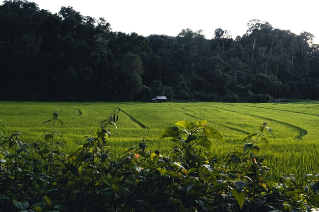 Rice field ,Aerial view of rice fields