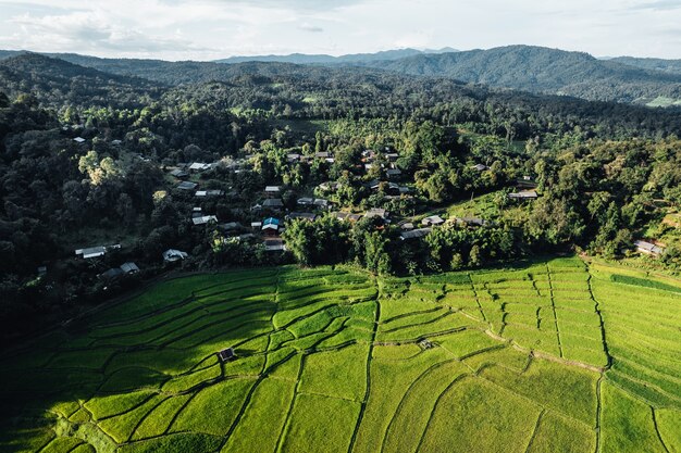 Rice field ,Aerial view of rice fields