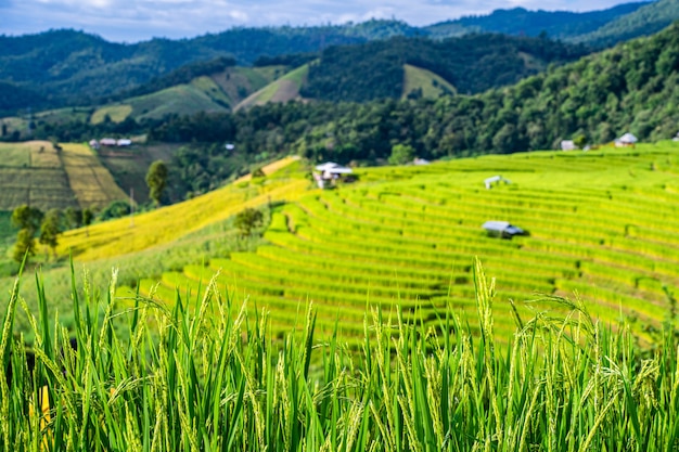 写真 タイ、チェンマイ、メーチェム地区のボンピアン村の水田