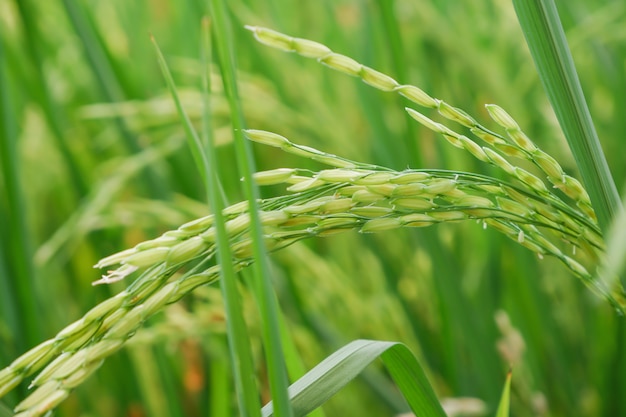 Foto sfondo di campo di riso