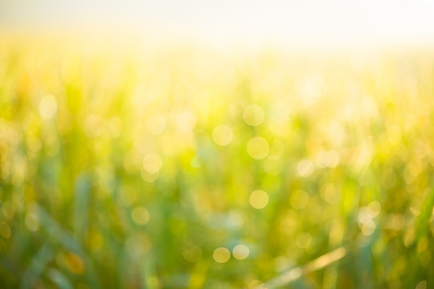 Photo rice field background