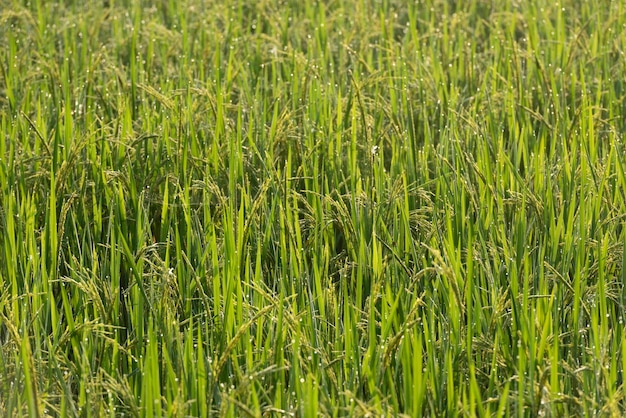 Photo rice field backgroundrice plants in paddy field