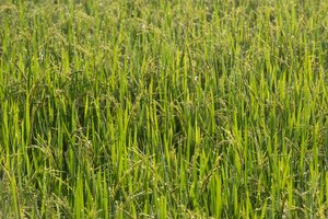 Rice field backgroundrice plants in paddy field