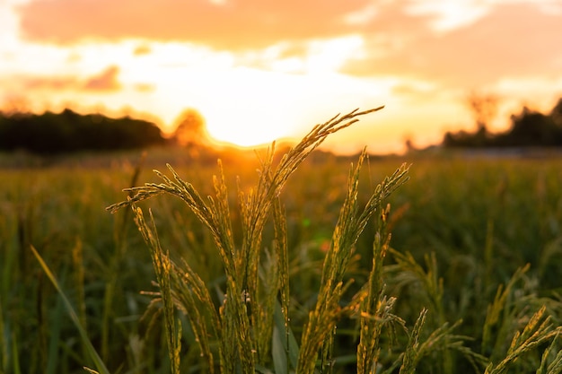 Rice field in beautiful sunrise