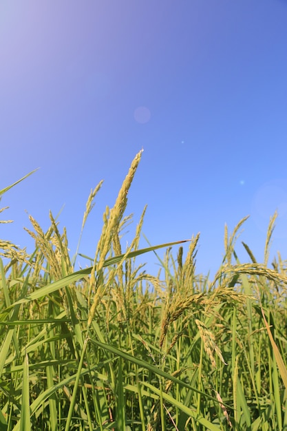 rice field on blue sky 