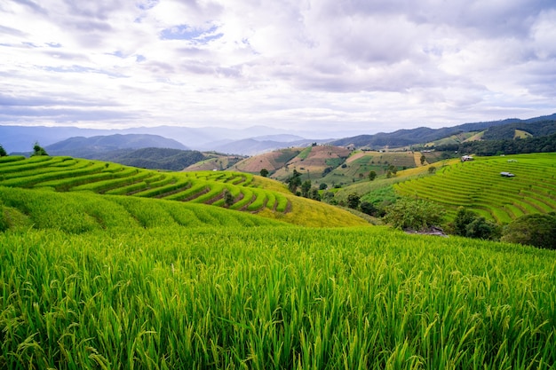 Campo di riso al villaggio di bongpian nel distretto di mae chaem, chiang mai, thailandia