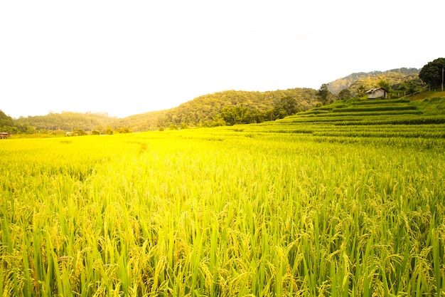 Rice field in Chiang Mai ,Thailand.