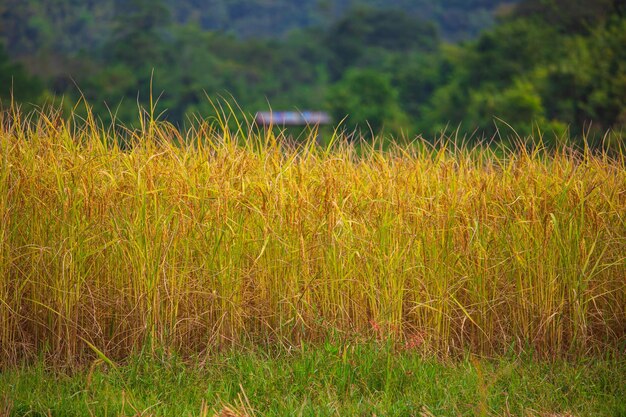 Rice field close up yellow rice seed ripe and green mountain
