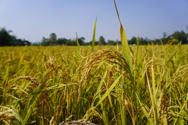 Rice field closeup beautiful rice field in front of ban gioc waterfalldetian waterfall