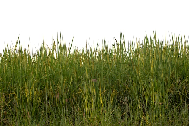 Primo piano del campo di riso