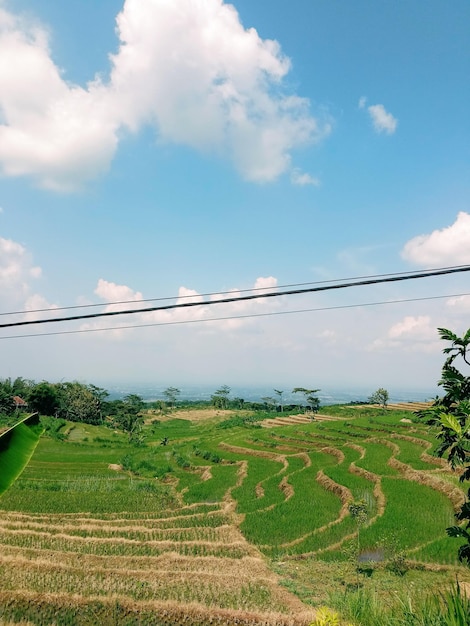 Rice field and clouds in the sky