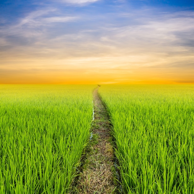 rice field and clouds sunset with space