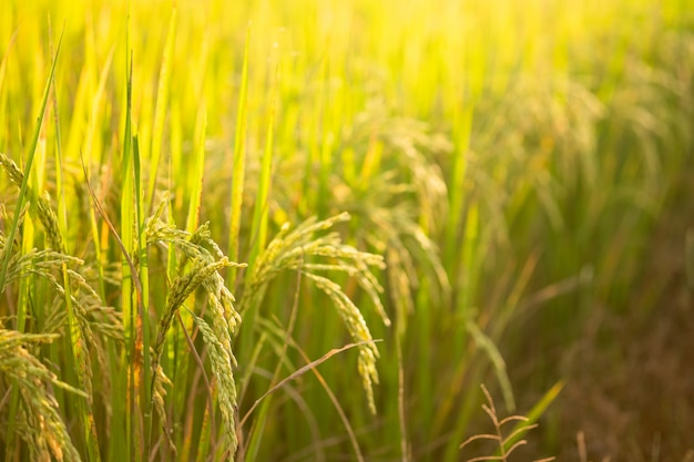 Rice in field conversion test at North Thailand,rice yellow color