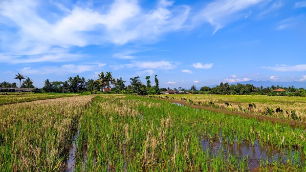 A rice field in the countryside with a blue sky