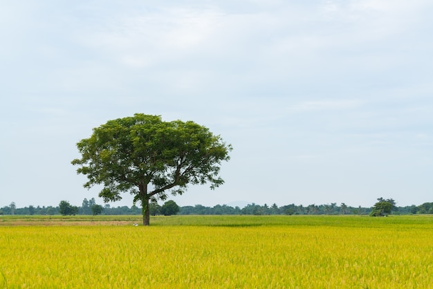 Rice field in countryside