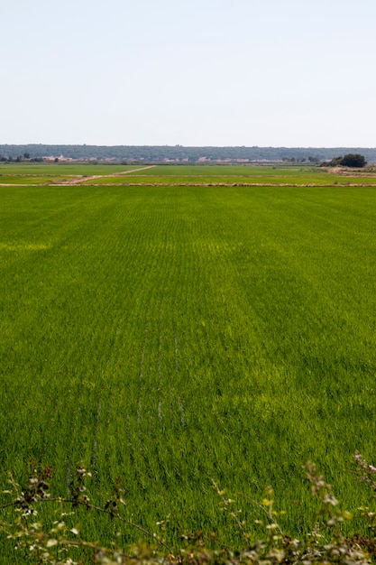 Rice field cultivation