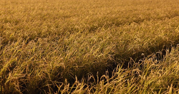 Rice field grass and wind in countryside for agriculture harvest sustainability or environment Nature plant growth and ecology for outdoor travel sunshine or Japanese farm summer food or land