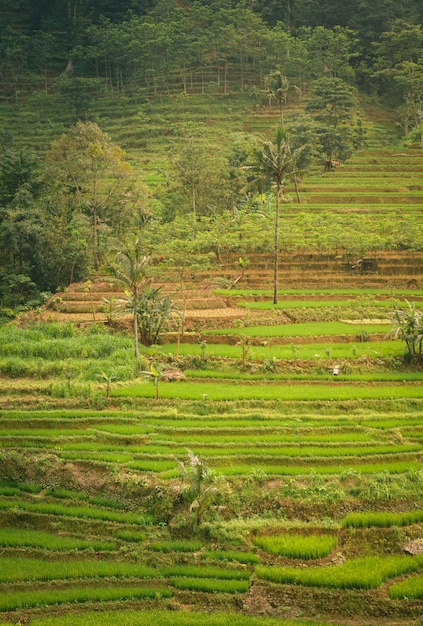 Photo rice field in the hill