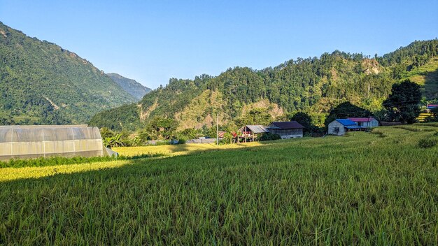 Фото Рисовое поле в деревне в непале