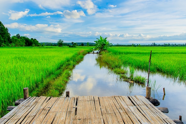 The rice field is beautiful.