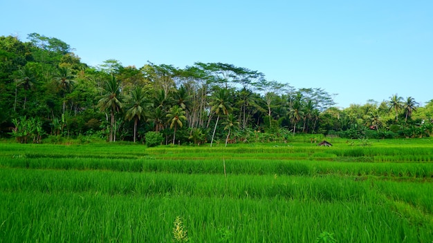 A rice field in the jungle