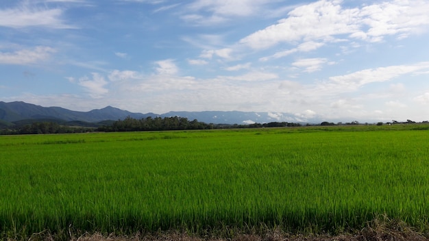 Paesaggio del campo di riso, montagna e cielo blu con nuvole