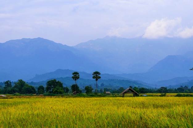 пейзаж рисового поля