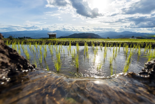 rice field at Mae Cham Chiangmai Northern Thailand