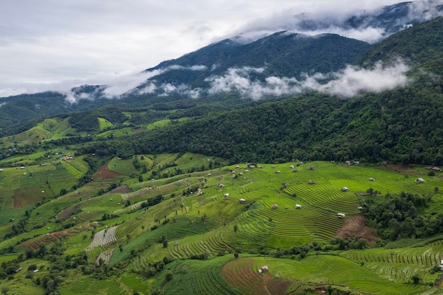 Rice field at Mae Cham Chiangmai Northern Thailand