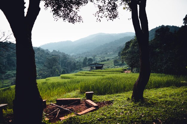 Rice field in the morning in asia