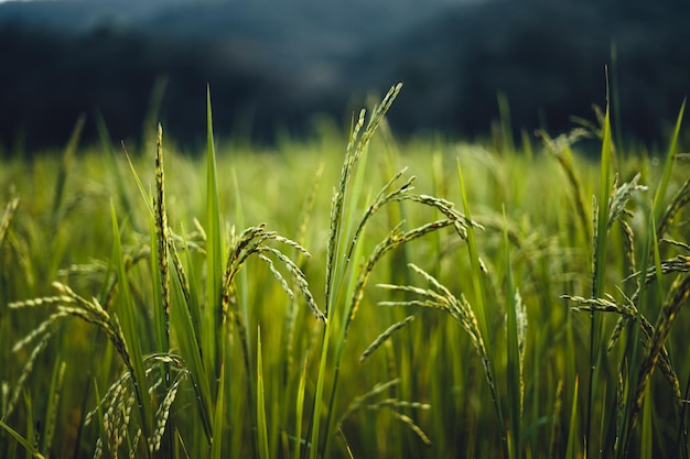 Rice field in the morning in asia