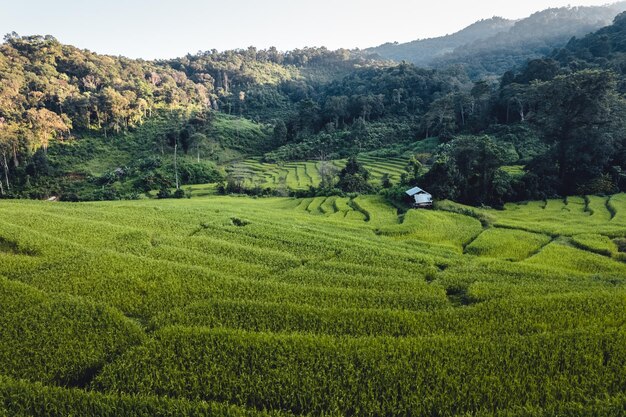 Rice field in the morning in asia