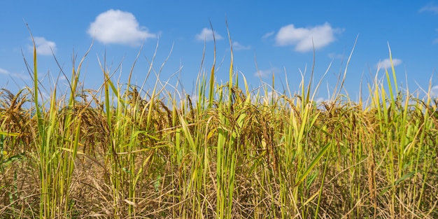 Rice Field in the morning under blue sky