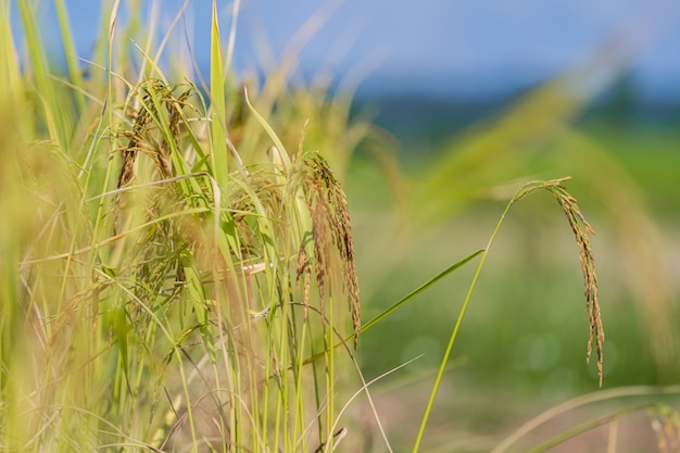 Rice Field in the morning under blue sky