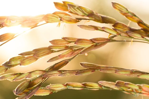 Rice field in the morning light.