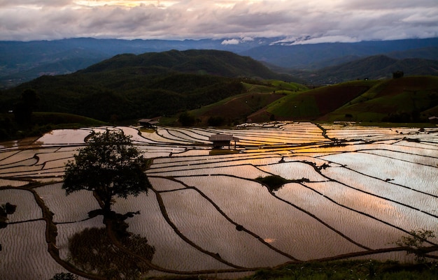 A rice field in the mountains