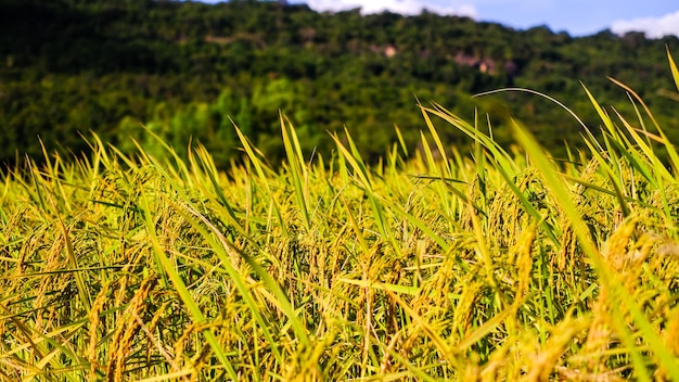 Foto campo di riso in montagna