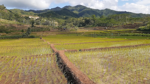 A rice field in the mountains