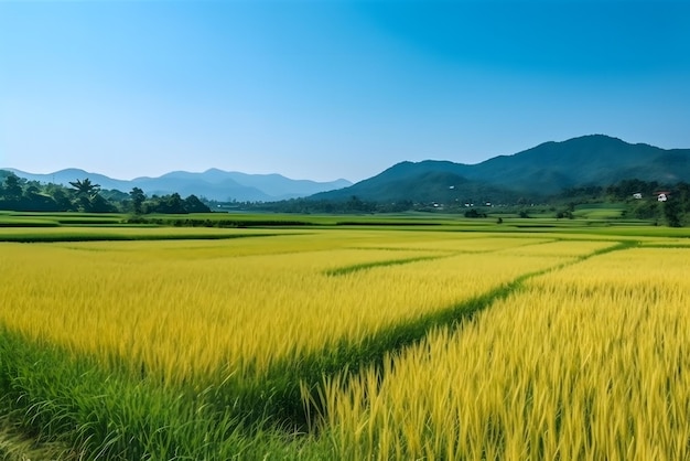 Rice field in the mountains