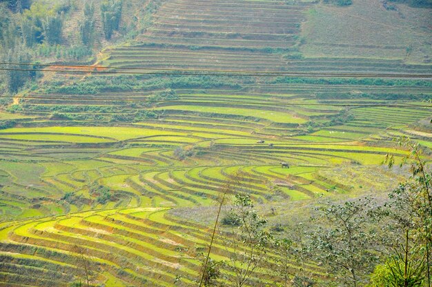 Rice field in Northern Vietnam in the spring